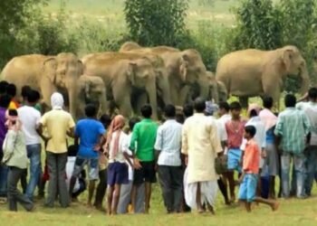 ಆನೆ – ಮಾನವ ಸಂಘರ್ಷ; ಬಂಡೀಪುರದಲ್ಲಿ ಗರಿಷ್ಠ ಹಾನಿ, ಬೇಸಾಯವನ್ನೇ ನಿಲ್ಲಿಸಿದ ರೈತರು